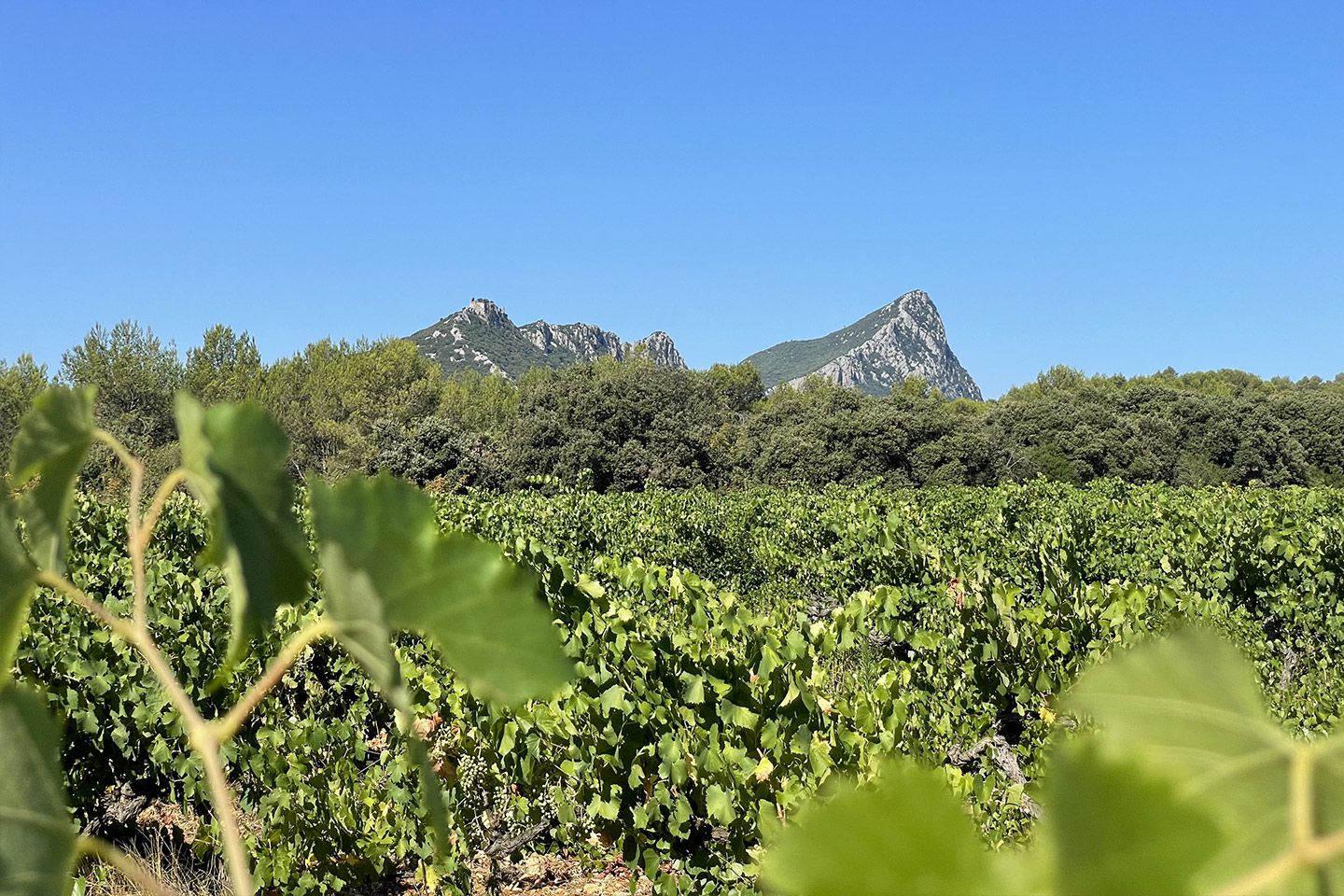 Vignes au pied du Pic Saint-Loup